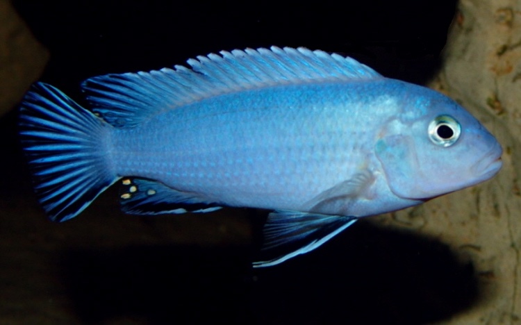 Chindongo socolofi 'Tumbi Point'